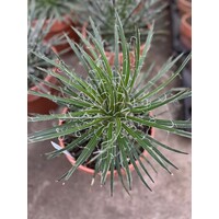 Woestijn-desert Agave geminiflora - Twin flowered Agave