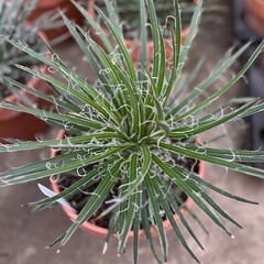 Woestijn-desert Agave geminiflora - Dubbelbloemige Agave