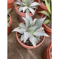 Woestijn-desert Agave ovata - Walvistong