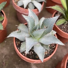 Woestijn-desert Agave ovata - Walvistong