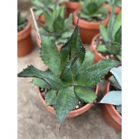 Woestijn-desert Agave congesta - Sierra San Cristobal Agave