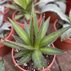 Woestijn-desert Agave univittata - Doornkraag Agave