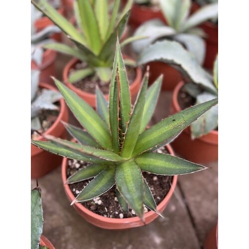 Woestijn-desert Agave univittata - Thorn Crested Agave