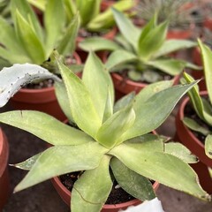 Woestijn-desert Agave mitis