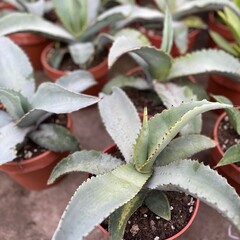 Woestijn-desert Agave marmorata - Marmeragave
