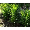 Eetbare tuin-edible garden Pandanus amaryllifolius - Pandan