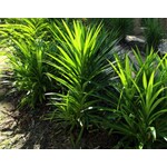 Eetbare tuin-edible garden Pandanus amaryllifolius - Pandan - Schroefpalm