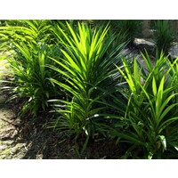 Eetbare tuin-edible garden Pandanus amaryllifolius - Pandan