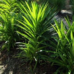 Eetbare tuin-edible garden Pandanus amaryllifolius - Pandan
