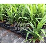 Eetbare tuin-edible garden Pandanus amaryllifolius - Pandan - Schroefpalm