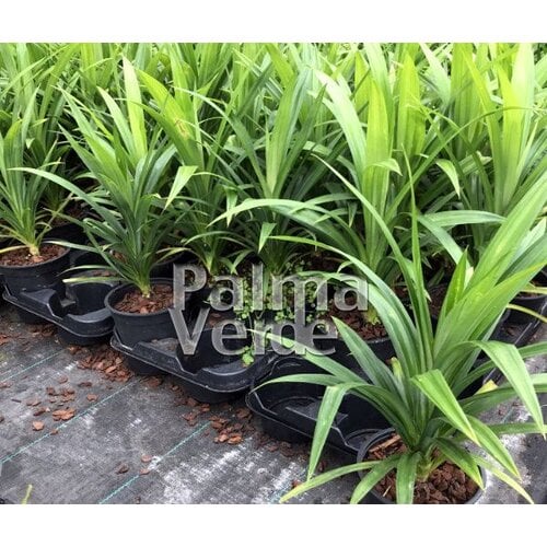 Eetbare tuin-edible garden Pandanus amaryllifolius - Pandan