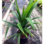 Eetbare tuin-edible garden Pandanus amaryllifolius - Pandan