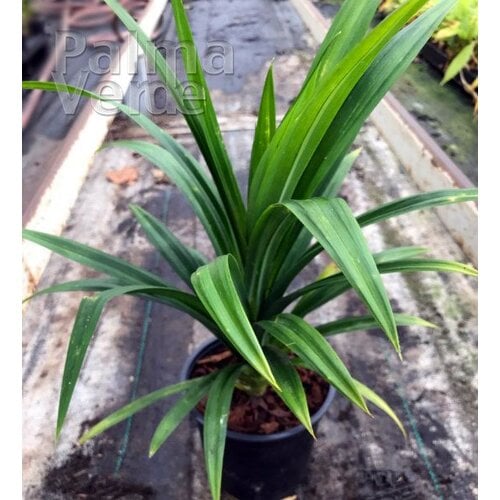 Eetbare tuin-edible garden Pandanus amaryllifolius - Pandan - Schroefpalm