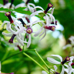 Eetbare tuin-edible garden Azadirachta indica - Neem tree