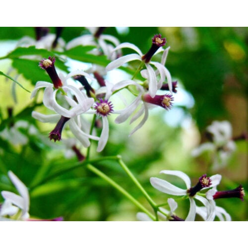 Eetbare tuin-edible garden Azadirachta indica - Neem tree