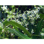 Eetbare tuin-edible garden Azadirachta indica - Neem tree
