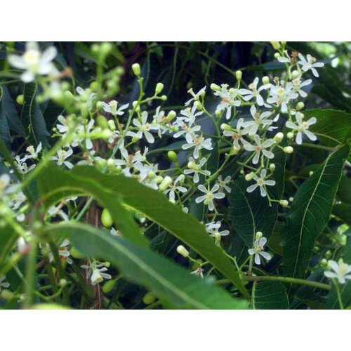 Eetbare tuin-edible garden Azadirachta indica - Neemboom