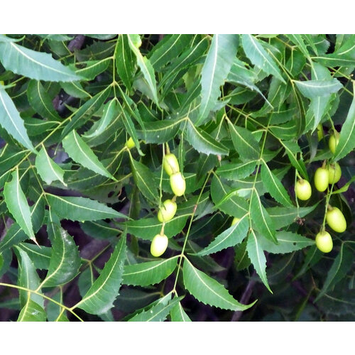 Eetbare tuin-edible garden Azadirachta indica - Neem tree