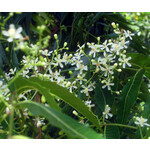 Eetbare tuin-edible garden Azadirachta indica - Neemboom