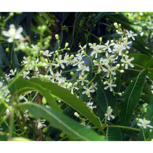 Eetbare tuin-edible garden Azadirachta indica - Neem tree