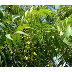 Eetbare tuin-edible garden Azadirachta indica - Neemboom