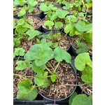 Eetbare tuin-edible garden Centella asiatica - Aziatische waternavel