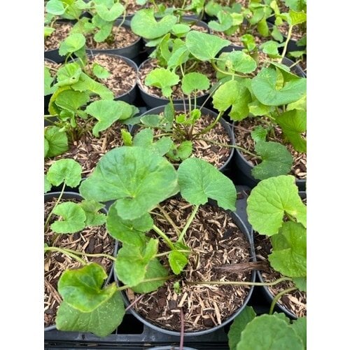 Eetbare tuin-edible garden Centella asiatica - Indian pennywort