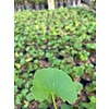 Eetbare tuin-edible garden Centella asiatica - Aziatische waternavel