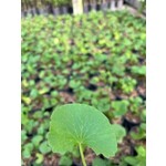 Eetbare tuin-edible garden Centella asiatica - Aziatische waternavel