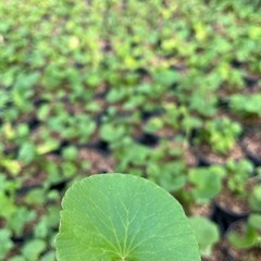 Eetbare tuin-edible garden Centella asiatica -  Gotu kola