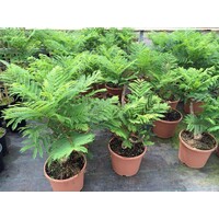 Bloemen-flowers Jacaranda mimosifolia "Bonsai Blue" - Flamboyant bleu "Bonsai Blue"