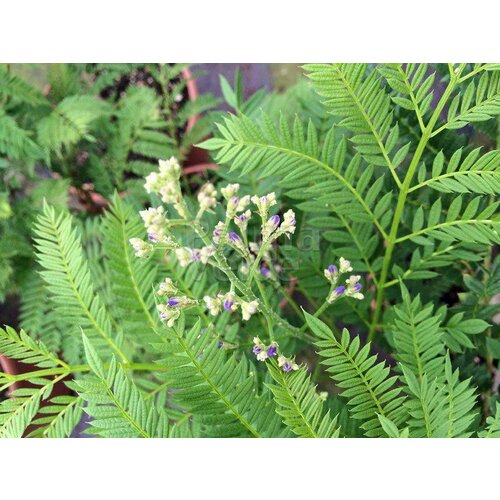 Bloemen-flowers Jacaranda mimosifolia Bonsai Blue