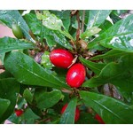 Eetbare tuin-edible garden Synsepalum dulcificum - Fruit miracle