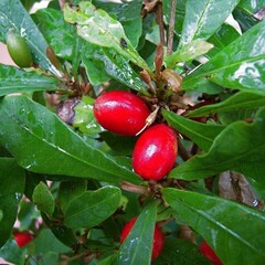 Eetbare tuin-edible garden Synsepalum dulcificum - Miracle berry