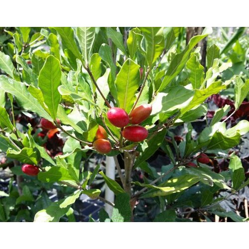 Eetbare tuin-edible garden Synsepalum dulcificum - Miracle berry