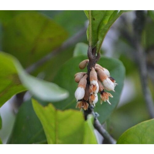 Eetbare tuin-edible garden Synsepalum dulcificum - Miracle berry