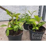 Eetbare tuin-edible garden Synsepalum dulcificum - Mirakelbes
