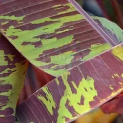 Bananen-bananas Musa zebrina - Bloedbanaan
