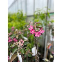 Eetbare tuin-edible garden Malus domestica Polpa Rossa - Red Apple