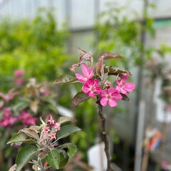 Eetbare tuin-edible garden Malus domestica Polpa Rossa - Red Apple
