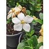 Bloemen-flowers Gardenia jasminoides Kleim's Hardy - Jasmin du Cap parfum