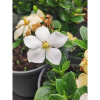 Bloemen-flowers Gardenia jasminoides Kleim's Hardy - Gardenia perfume