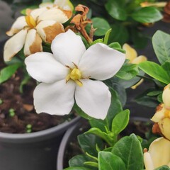 Bloemen-flowers Gardenia jasminoides Kleim’s Hardy - Gardenia parfum