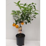 Eetbare tuin-edible garden Citrus limonum "Meyer" - Citrus limon - Citroen