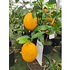 Eetbare tuin-edible garden Citrus limonum "Meyer" - Citrus limon - Lemon