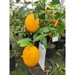 Eetbare tuin-edible garden Citrus limonum "Meyer" - Citrus limon - Citroen