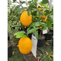 Eetbare tuin-edible garden Citrus limonum "Meyer" - Citrus limon - Citroen