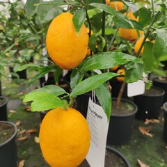 Eetbare tuin-edible garden Citrus limonum "Meyer" - Citrus limon - Lemon