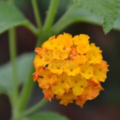 Bloemen-flowers Lantana camara - Wisselbloem - Bourbontje - Verkleurbloem