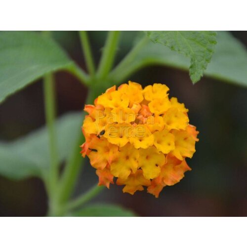 Bloemen-flowers Lantana camara - Wisselbloem - Bourbontje - Verkleurbloem